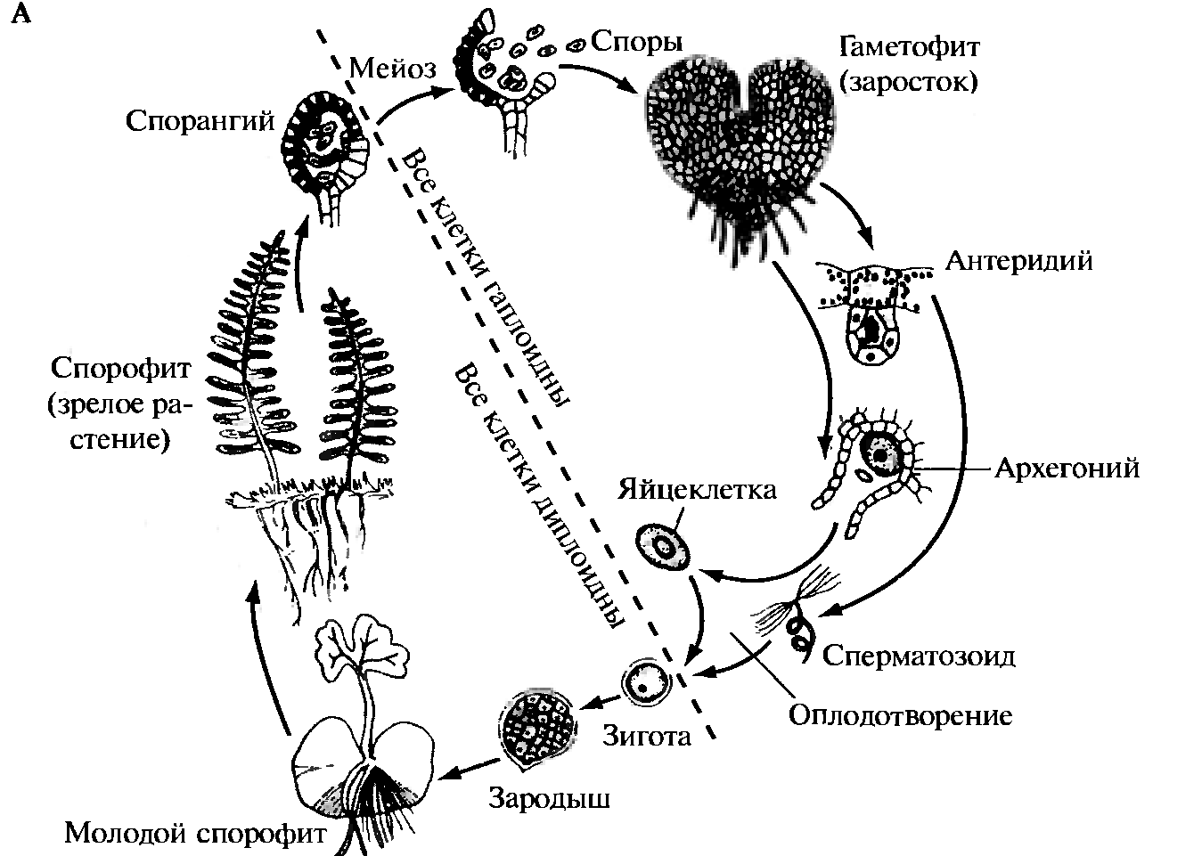 Чем представлен гаметофит у водорослей. Цикл развития папоротниковидных схема. Жизненный цикл папоротника щитовника мужского. Схема папоротника жизненный цикл папоротника. Цикл развития щитовника мужского.