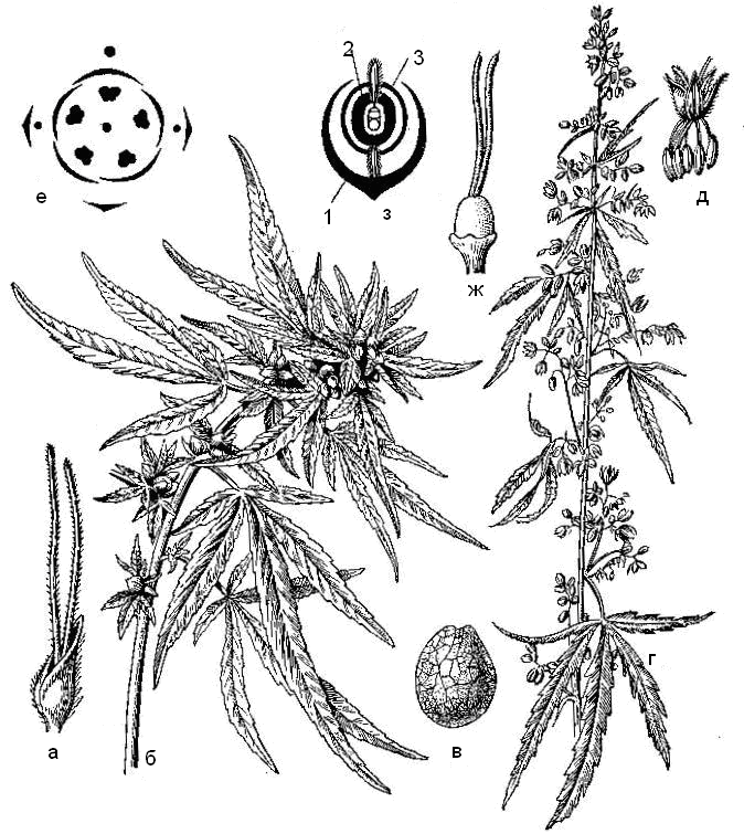 Диаграмма цветка хвойных растений