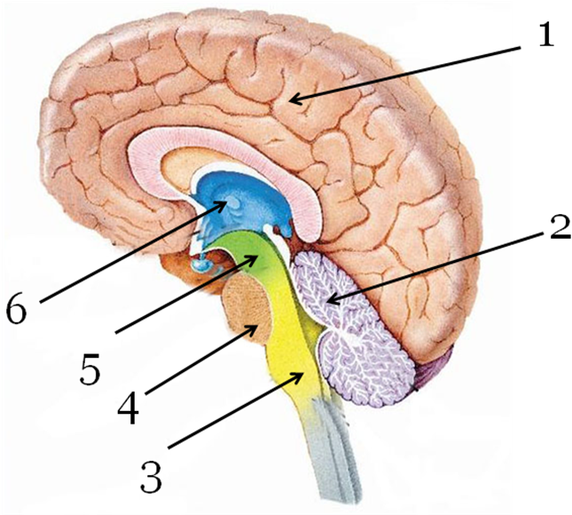 Диплоическая фронтальная Вена. Задний мозг полость