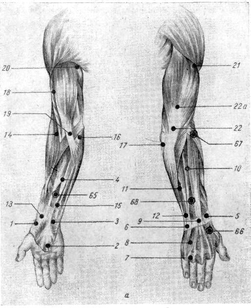 Местоположение рук. Лимфатические узлы верхней конечности анатомия. Лимфоузлы предплечья анатомия. Локтевые кубитальные лимфоузлы. Лимфоузлы на предплечье расположение.