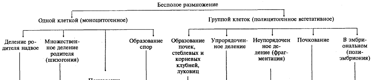 Бесполое размножение