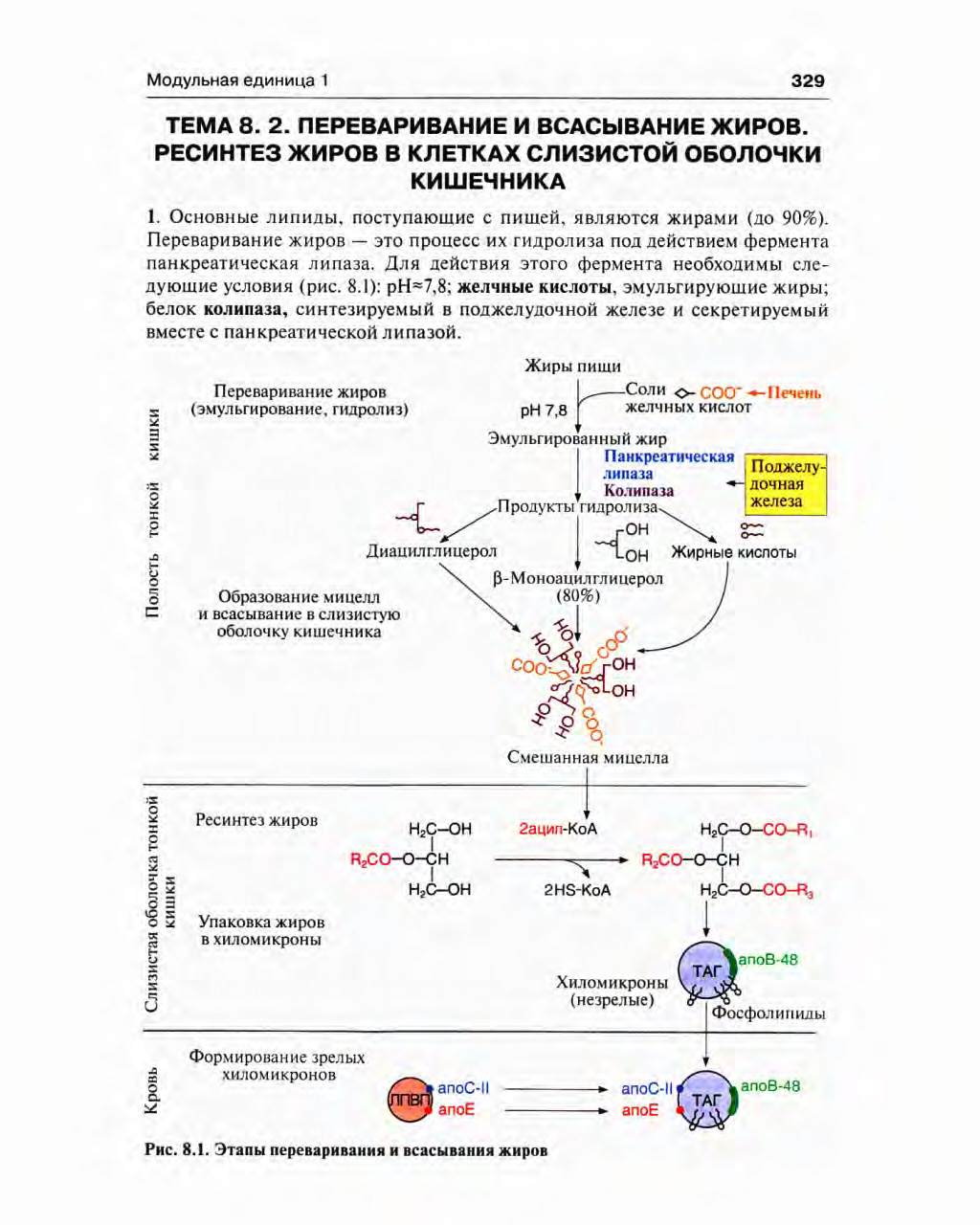 35. Переваривание экзогенных липидов в жкт. Липолитические ферменты ...