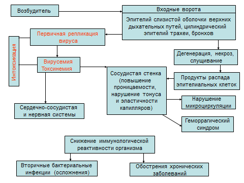 Схема патогенеза холеры