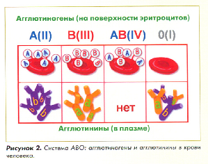 Агглютинины 2 группы. Агглютиногены по системе АВО. Система группы крови АВО. Агглютиногены и аглюглютинины по системе АВО. Агглютиногены на поверхности эритроцитов.