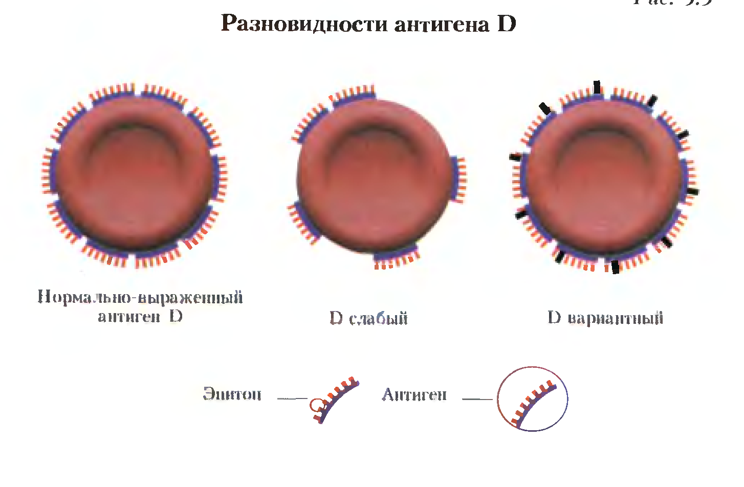 Резус фактор антиген d