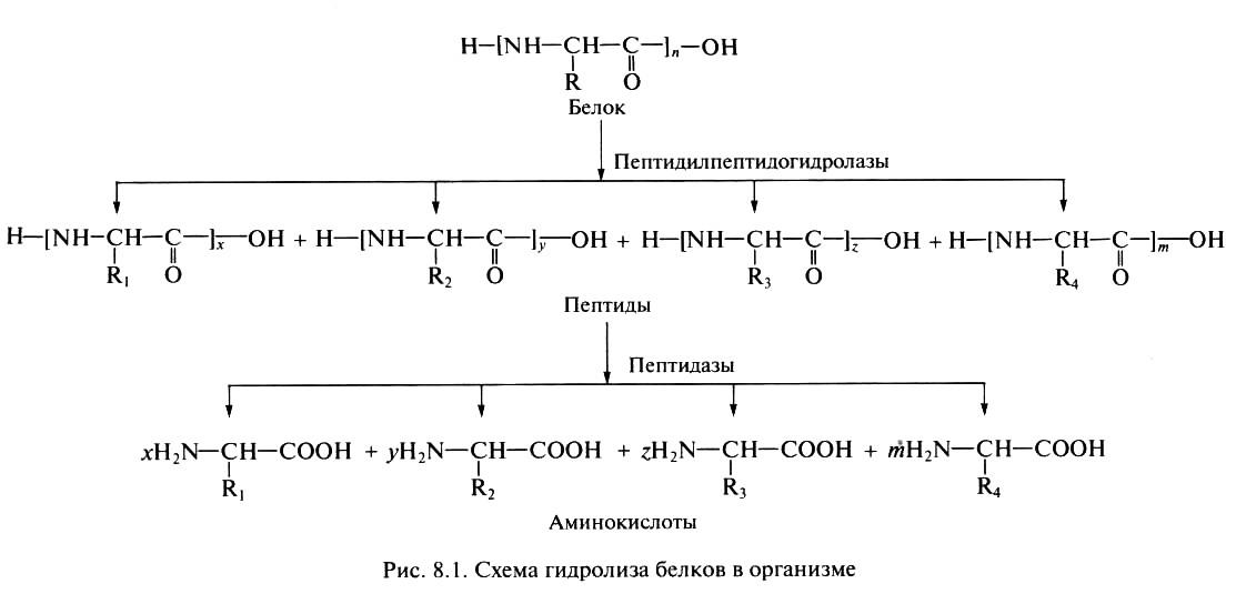 Какие вещества образуются при гидролизе белков. Схема распада белков. Разложение белков реакция. Гидролиз белков реакция. Реакции распада аминокислот.