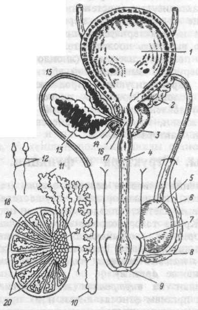 Женские и мужские половые железы. Семявыбрасывающий проток анатомия. Семявыносящий проток и семявыбрасывающий проток. Семявыносящие пути схема. Дивертикулы ампулы семявыносящего протока.