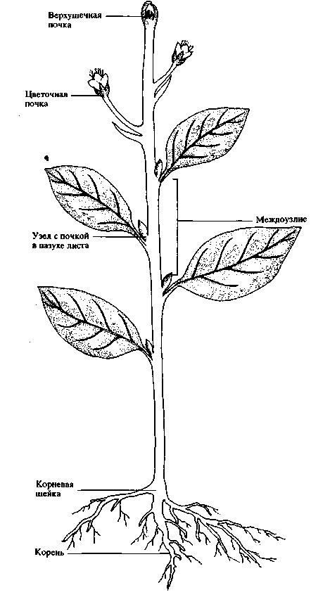 Строение растений рисунок