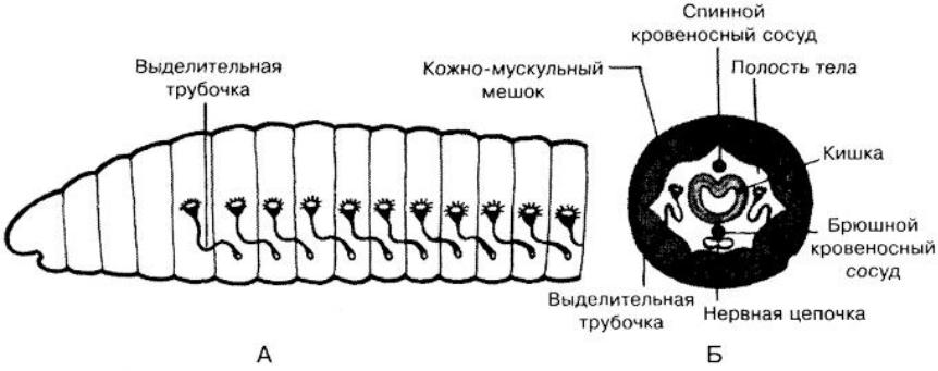Органы выделительной системы червя. Выделительная система дождевого червя схема. Строение выделительной системы кольчатых червей. Выделительная система дождевого червя. Выделительная система кольчатых червей Малощетинковые.