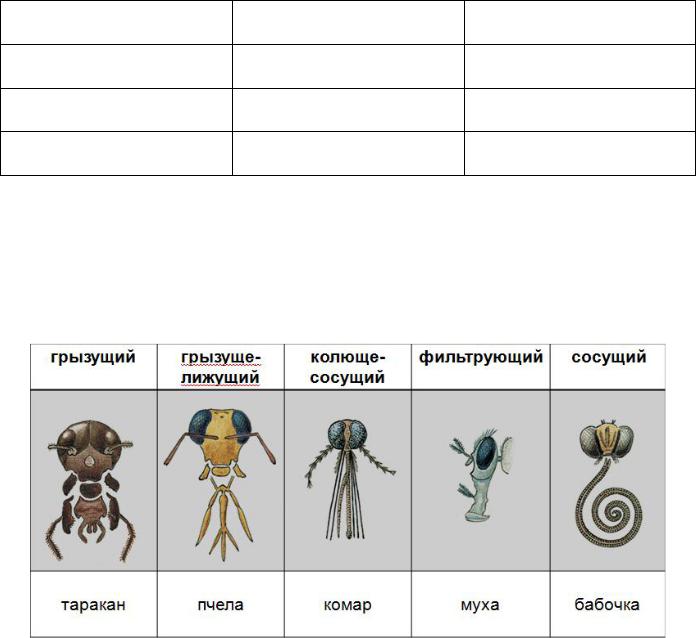 6 групп насекомых. Ротовые аппараты насекомых таблица. Конечности насекомых аппараты насекомых. Конечности и ротовые аппараты насекомых таблица. Типы насекомых таблица.