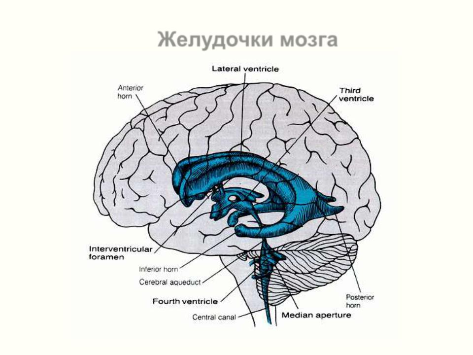 Полости мозга заполнены. Строение желудочки головного мозга анатомия. Структура 3 желудочек головного мозга. Боковые желудочки головного мозга анатомия. Схема расположения желудочков мозга.