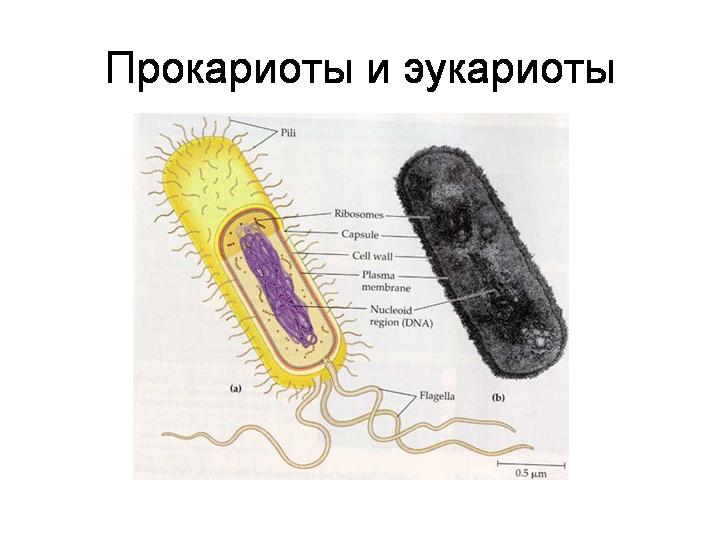 Прокариоты рисунок. Капсула у эукариот. Кольцевые хромосомы прокариот.