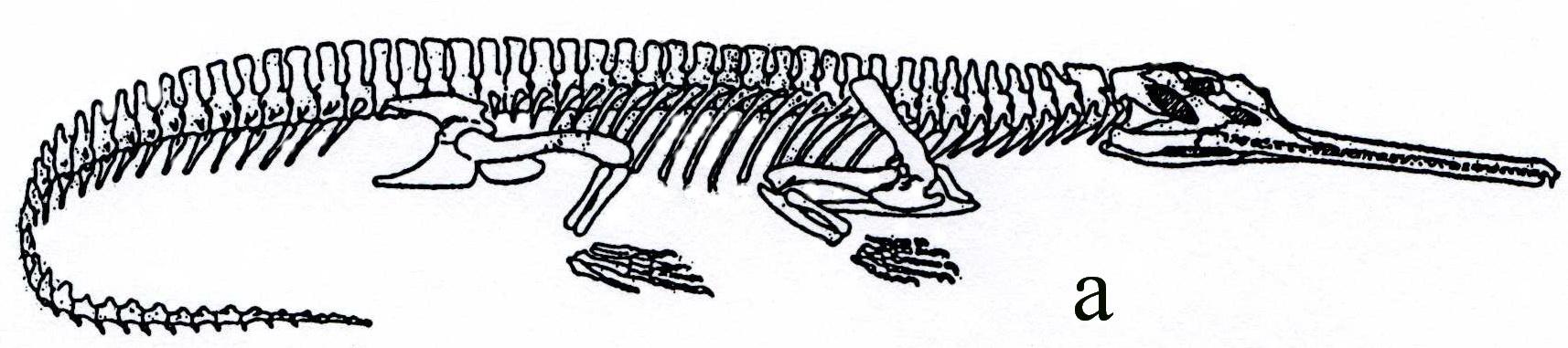 Рептилии ребра. Осевой скелет крокодила. Гавиал крокодил скелет. Скелет крокодила строение. Скелет рептилий.