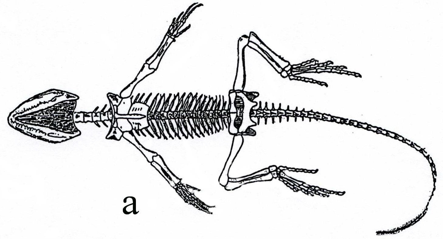 Класс рептилии скелет