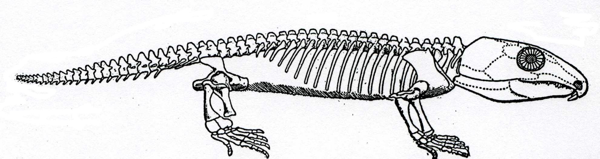 Приспособление позвоночного животного. Котилозавры строение. Скелет котилозавра. Лимносцелис скелет. Диадектоморфы.