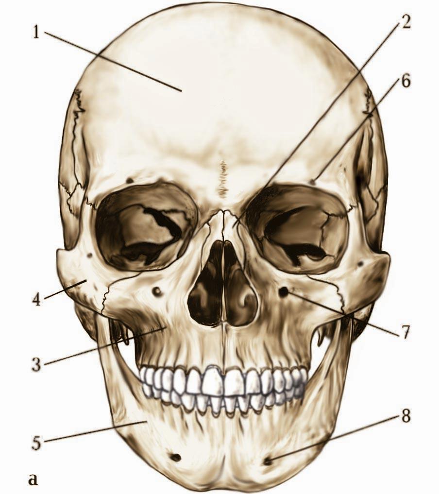 Лоб кость. Кости черепа человека анатомия. Кости скелета головы человека анатомия. Строение костей черепа анатомия.