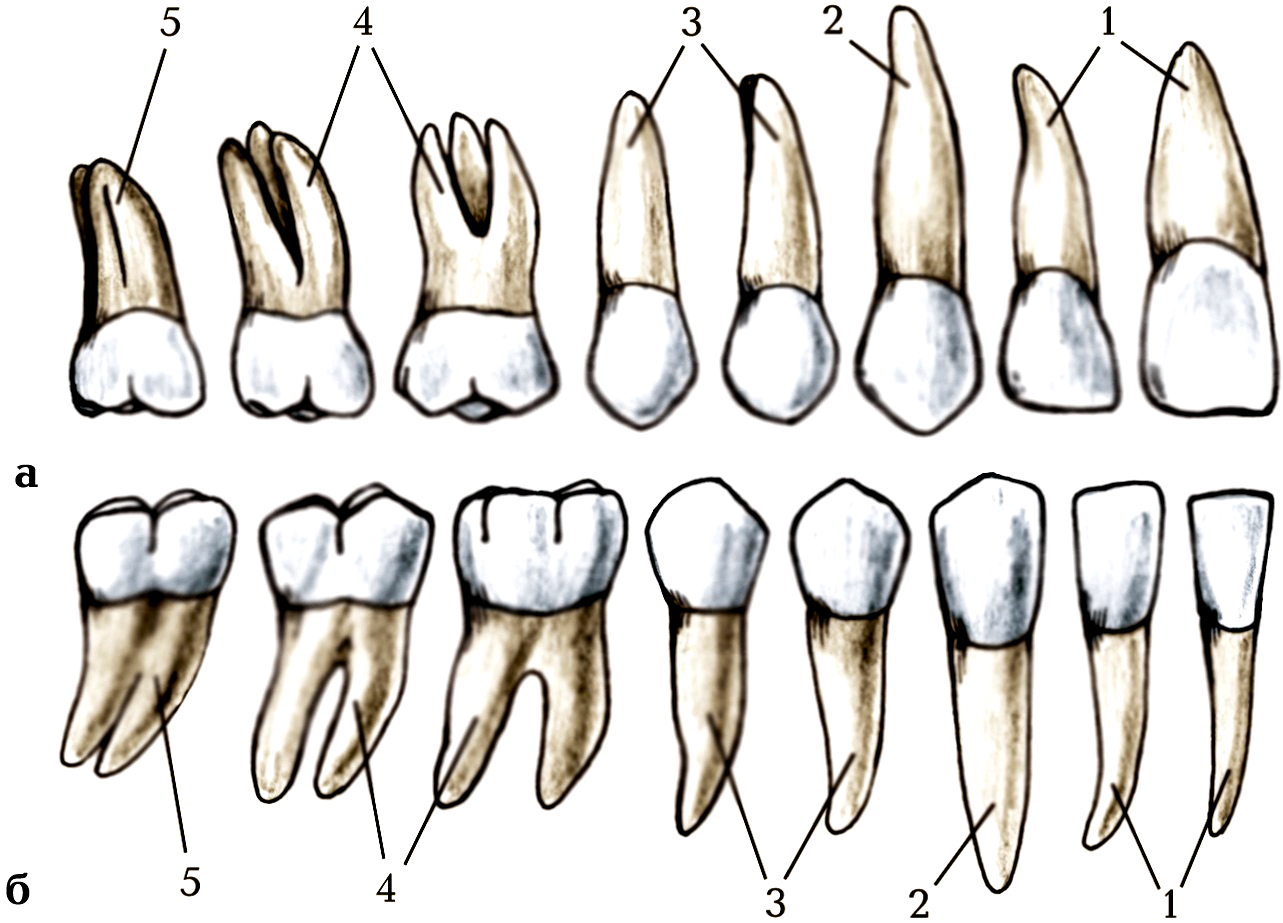 Зуб семерка верхний. Корни 6 зуба верхней челюсти. 5 Зуб снизу коренной. Корни 5 зуба верхней челюсти.