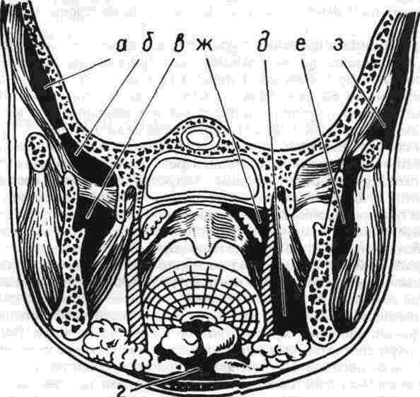 Пространства полости рта. Крыловидно нижнечелюстное клетчаточное пространство. Окологлоточное пространство топографическая анатомия. Клетчаточные пространства дна ротовой полости. Клетчаточное пространство нижней челюсти.