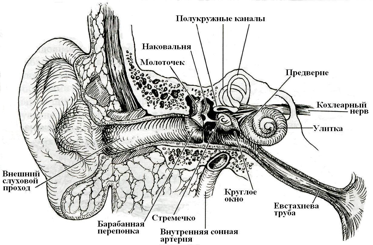 Слуховой нерв какой отдел. Строение слухового отдела уха слуховой анализатор. Слуховой анализатор строение слуховой нерв. Схематическое строение слухового анализатора. Строение слухового анализатора анатомия.