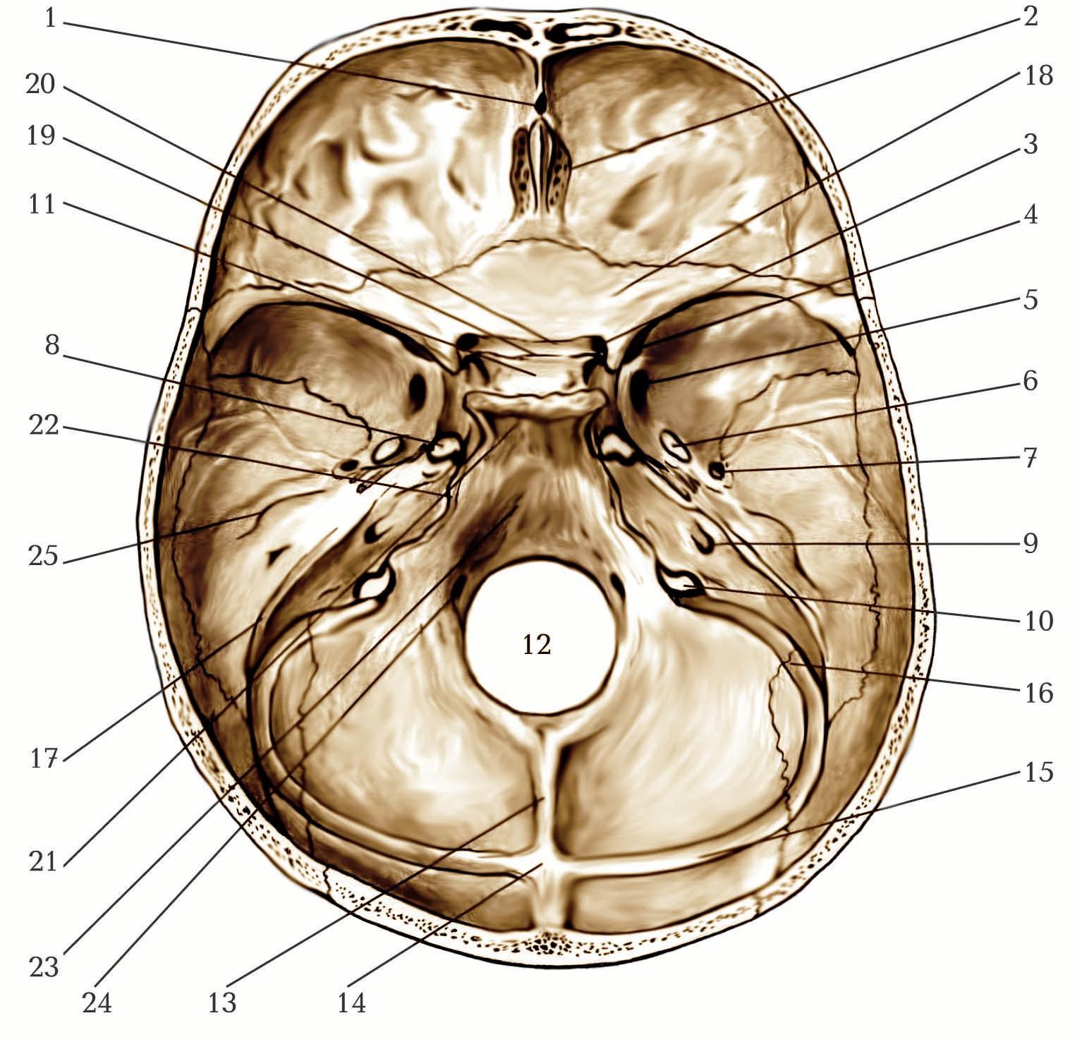Мозговое основание черепа. Черепные ямки черепа. Внутреннее основание черепа Синельников. Внутренняя поверхность основания черепа анатомия. Топография черепа медунивер.