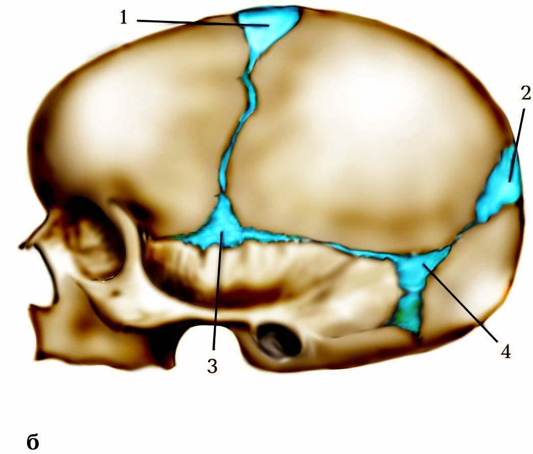 Края большого родничка. Кости черепа новорожденного роднички. Роднички черепа анатомия. Роднички новорожденного анатомия черепа. Строение родничков черепа новорожденного.
