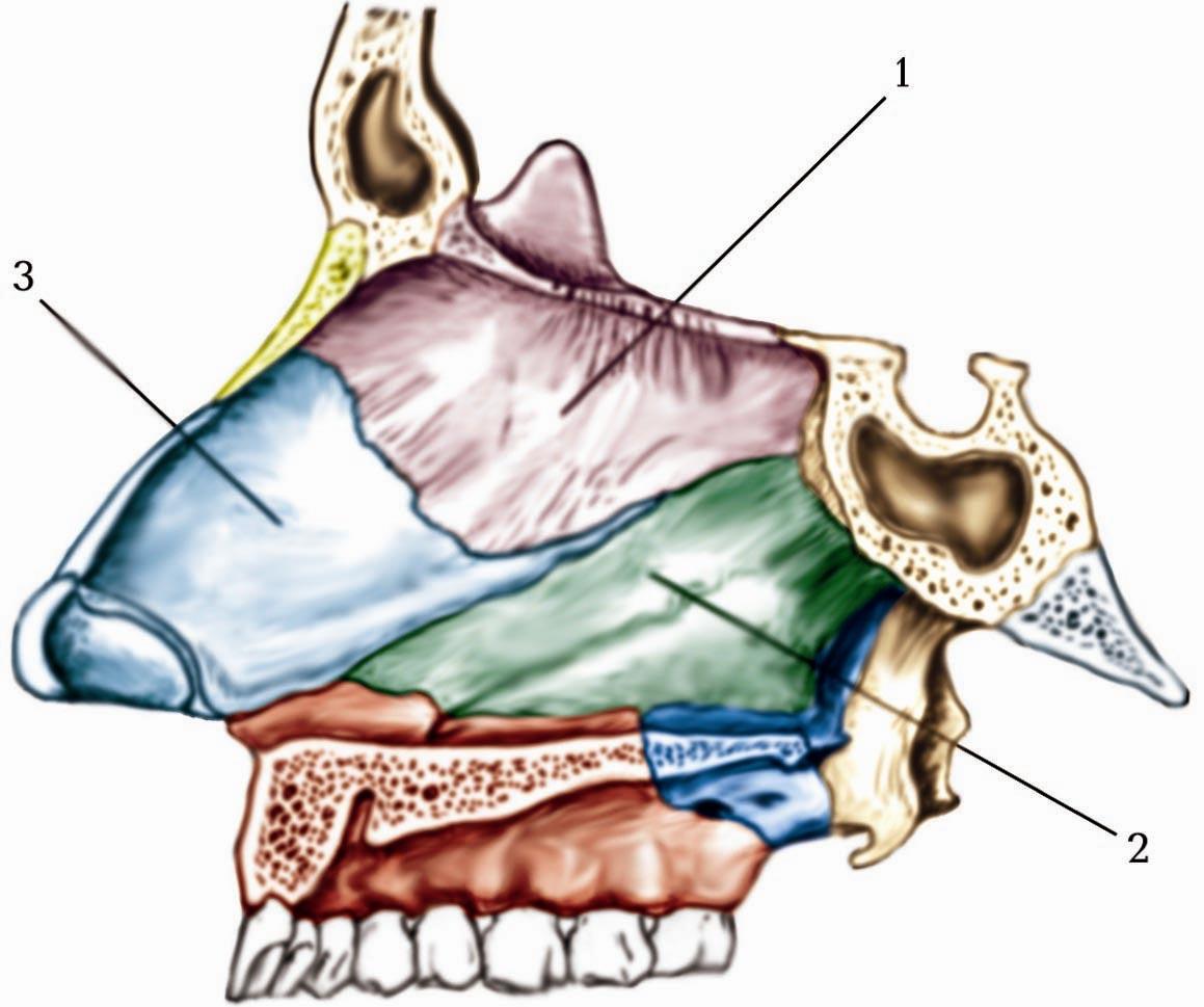 Костная стенка которая отделяет полость рта. Хрящ перегородки носа анатомия. Костная перегородка носа анатомия. Сошниково-носовой хрящ анатомия. Костная перегородка полости носа анатомия.