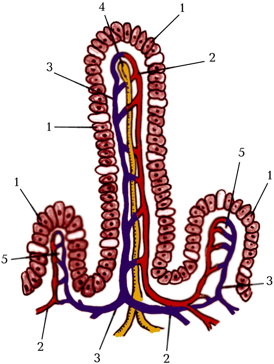 Схема строения ворсинки тонкого кишечника