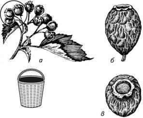 Органы боярышника и винограда обозначенные на рисунке