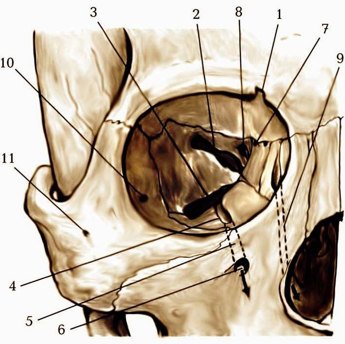 Строение глазницы кости. Инцизура супраорбиталис. Череп анатомия верхняя глазничная щель. Каналис назолакрималис анатомия. Топография глазницы анатомия.