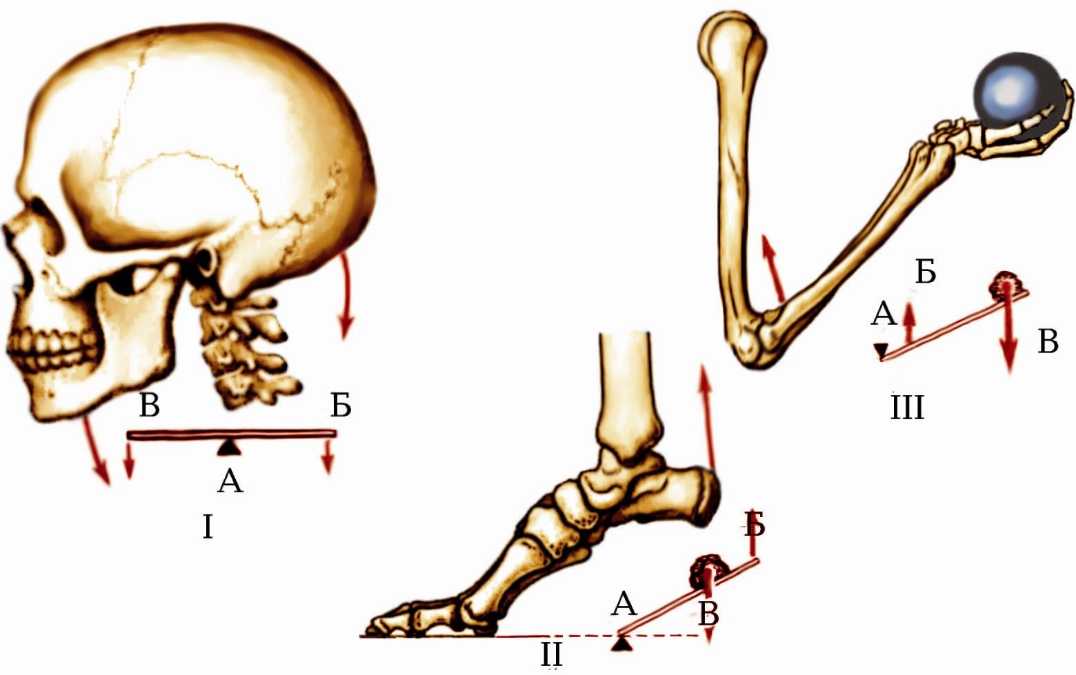 Скелет механизма. Рычаги в организме человека. Рычаги в теле человека. Рычаги в скелете человека. Рычени в теле человека.