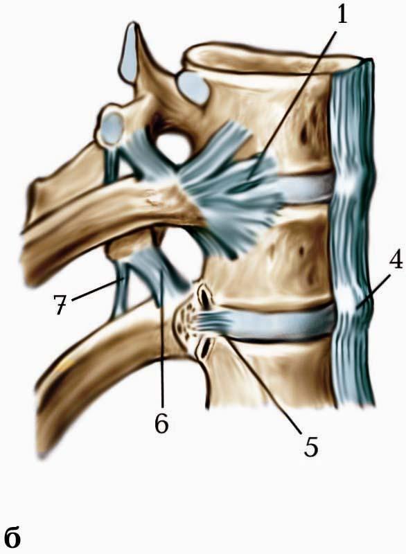 a boka ízületének subtalaris artrózisa