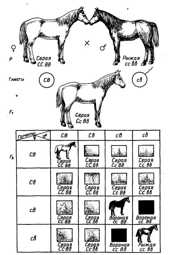 Генотипы лошадей. Доминантный эпистаз у лошадей. Эпистаз у лошадей схема. Наследование масти лошадей доминантный эпистаз. Наследование окраски (масти) у лошадей.