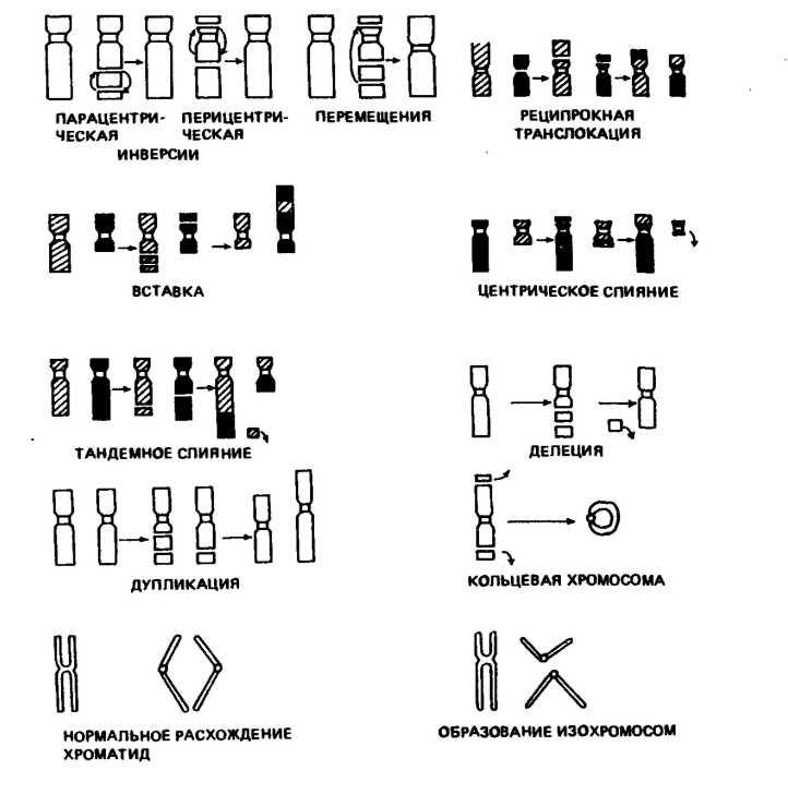 Кольцевая хромосома 2. Хромосомные мутации схема. Схема отражающие классификации хромосомных мутации. Хромосомные аберрации схема. Схема образования хромосомных мутаций.