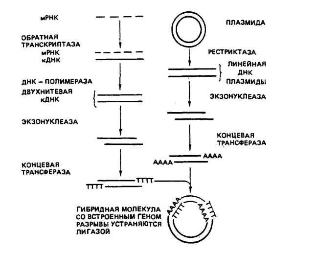 Синтез комплементарной цепи днк Синтез комплементарной цепи днк