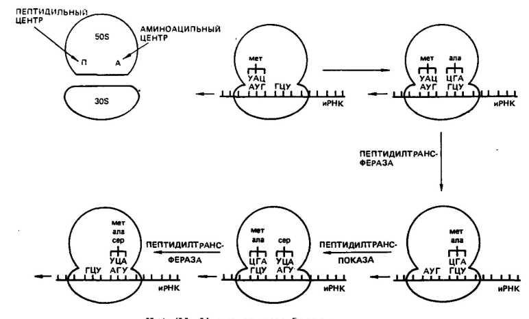 Схема трансляции биохимия