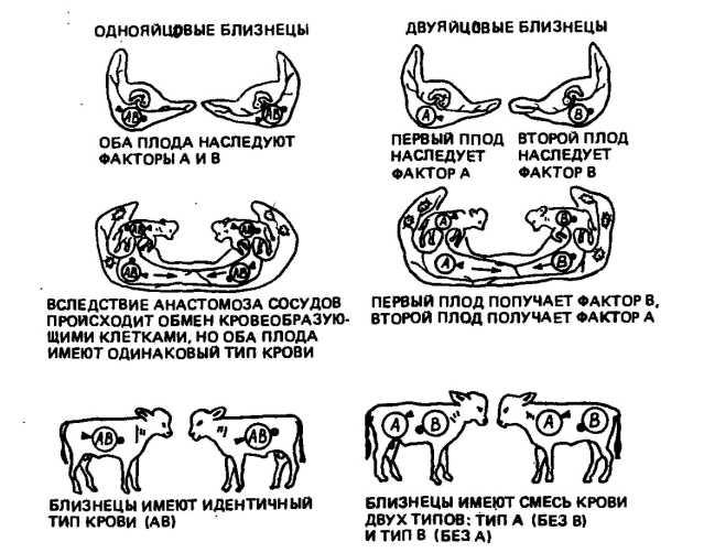 Кольцо корова схема