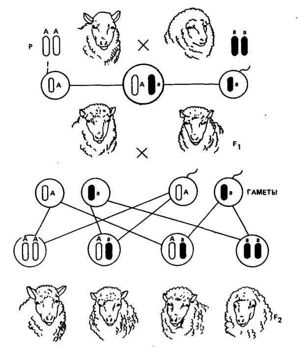 Генетическая схема наследования. Летальные гены Тип наследования. Летальные гены у животных. Генетика овцы. Наследование окраски у коров.