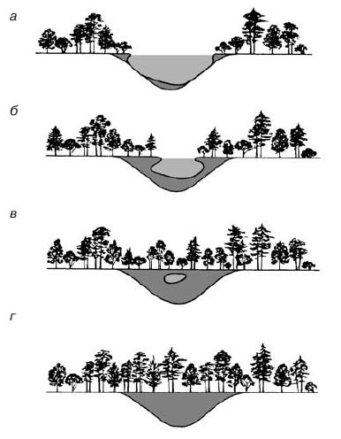 На рисунке изображены различные этапы смены растительного сообщества