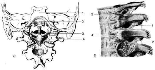 Соединения между затылочной костью. Атланто затылочный сустав. Атланто-затылочный сустав пластическая анатомия. Атланто-аксиальное сочленение. Соединения позвонков соединения позвоночного столба с черепом.