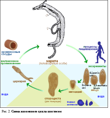 Жизненный цикл шистосомы