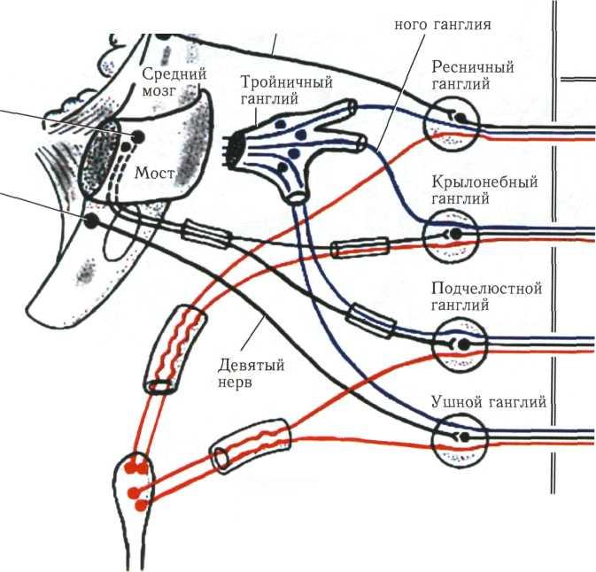 Нервы крылонебного узла