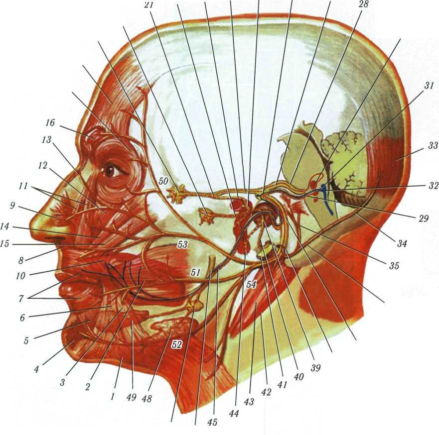 Лицевой нерв справа. Тройничный нерв Неттер. Лицевой нерва анатоми я нетер. Тройничный нерв анатомия Неттер. Тройничный нерв атлас Неттера.