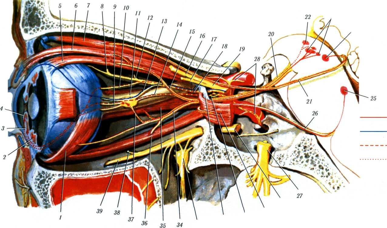 Зрительные нервы глазного яблока. Глазодвигательный нерв анатомия. Иннервация глаза анатомия. Нервы глазницы анатомия. Мышцы глаза анатомия иннервация.