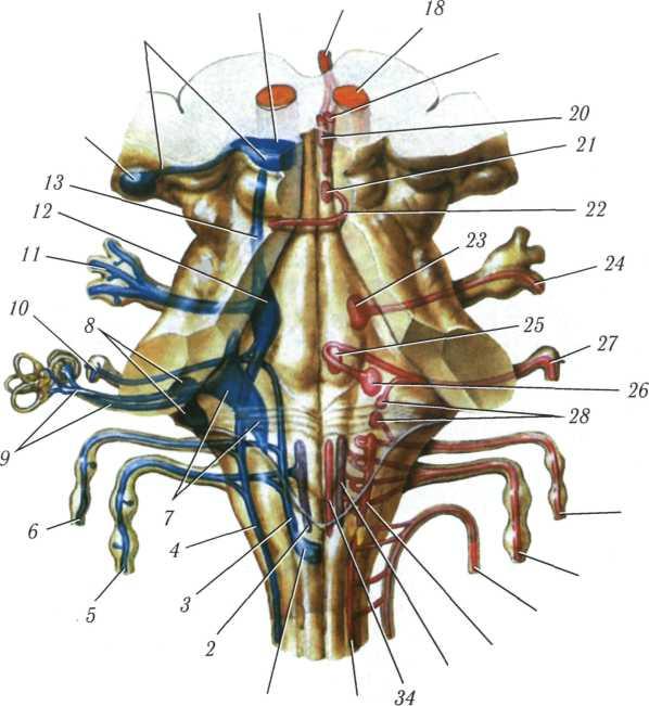 Сплетение черепных нервов. 12 Пар черепных нервов анатомия животных. Черепно мозговые нервы анатомия животных. 12 Пар черепно-мозговых нервов анатомия животных. Черепные нервы животных.