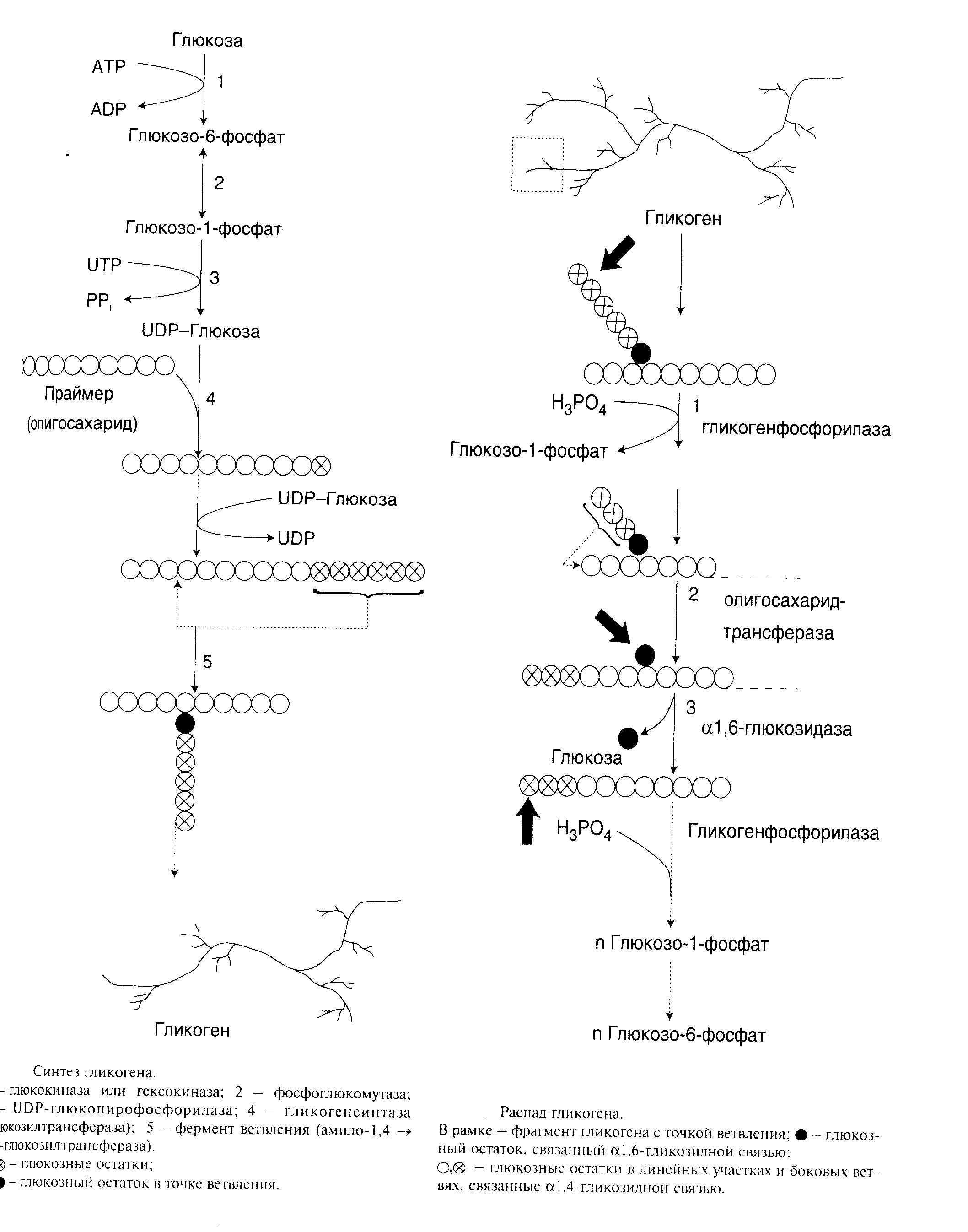 Распад гликогена. Синтез и распад гликогена. Синтез гликогена из глюкозо-1-фосфата. Схема синтеза и распада гликогена. Биосинтез гликогена в печени.