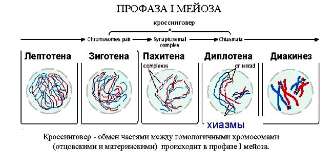 Последовательность процессов происходящих в мейозе расположение Тема 3: Клеточный цикл и деление клетки.