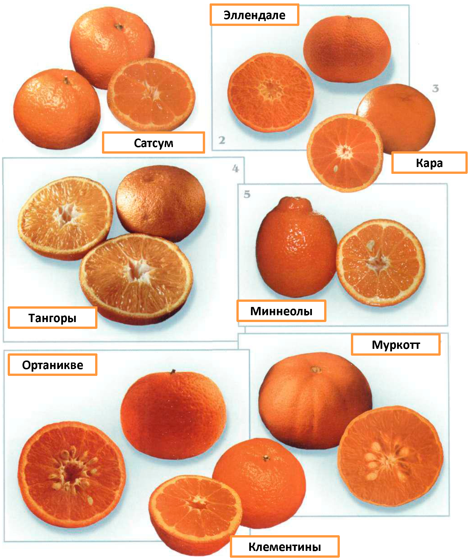 У отца есть 5 различных апельсинов. Мандарин сорт Мандора. Мандарин Клементин описание сорта. Клементин гибриды цитрусовых.
