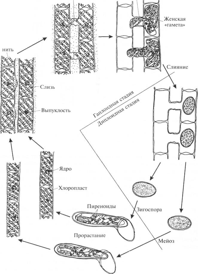 Цикл спирогиры. Размножение спирогиры схема. Спирогира водоросль размножение. Жизненный цикл Spirogyra. Цикл развития спирогиры схема.