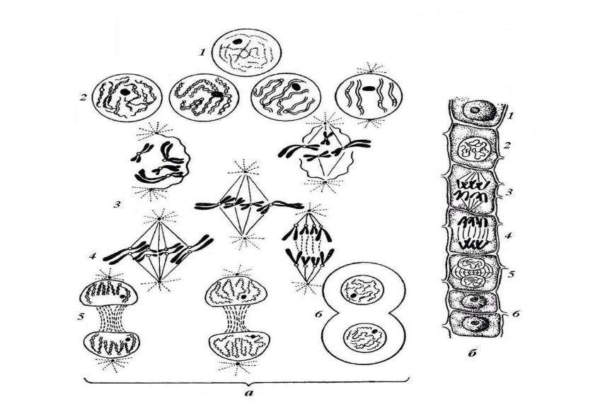 Схема поколений. Схема митоза рисунок карандашом. Значение митоза в ряду поколений.