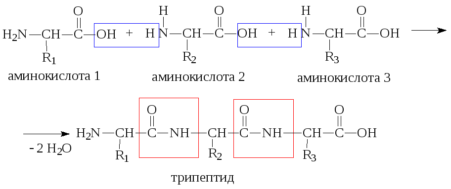 Поликонденсация полипептидов. Образование трипептида из аминокислот. Аминокислоты составление пептид.